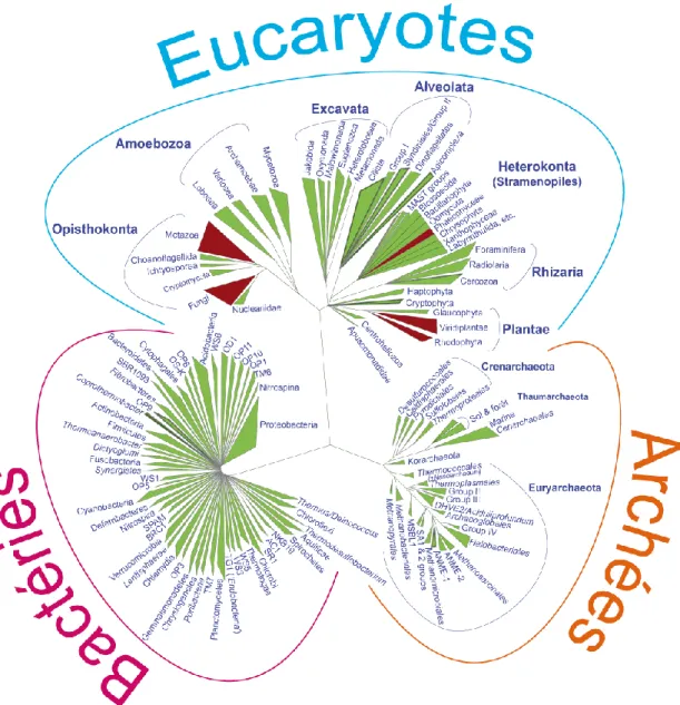 Figure 3 : Arbre phylogénétique schématique présentant la diversité des trois domaines du vivant