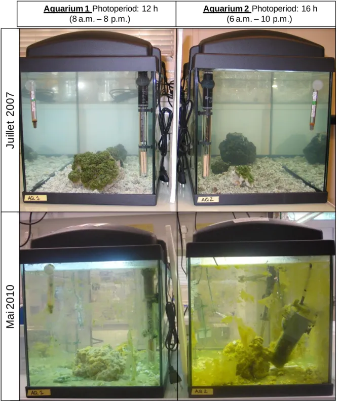 Figure 7 : Photographies des aquariums 1 et 2 lors de leur mise en place en juillet 2007 et environ 3 