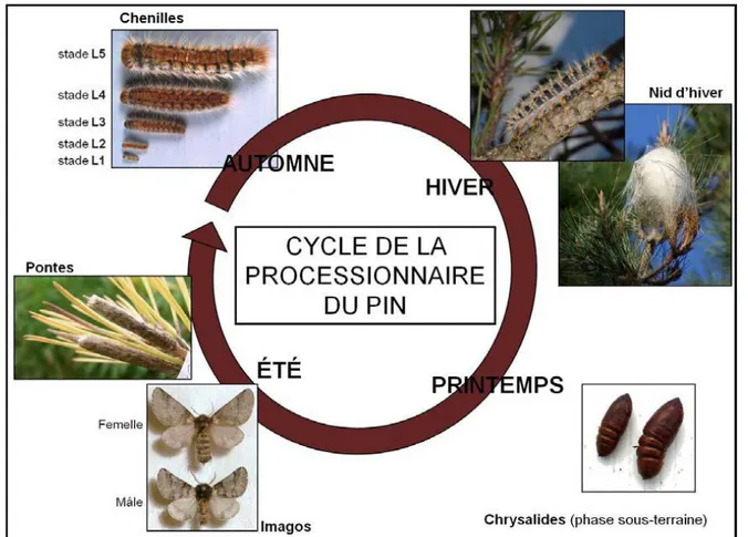 Figure I.1.2. : Le cycle de vie de la processionnaire du pin (Martin et Bonnet, 2007)