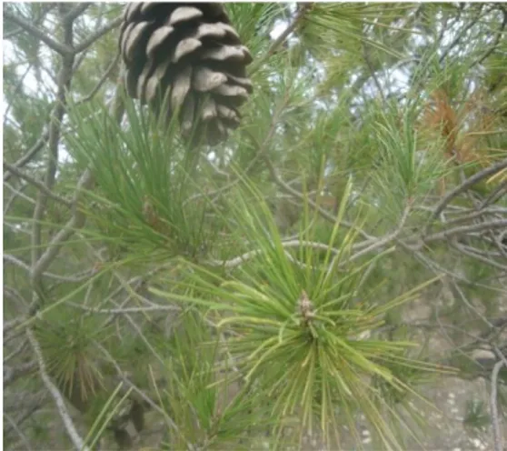 Figure II.1.4 : Pinus halepensis Mill. (Original, 2017).  1.3.  Conditions expérimental  