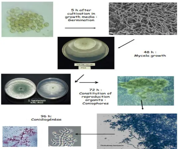 Figure .1 : Cycle biologique de Trichoderma sp., (Rifai, 1969).  1.2.3. Aspect Macroscopique 