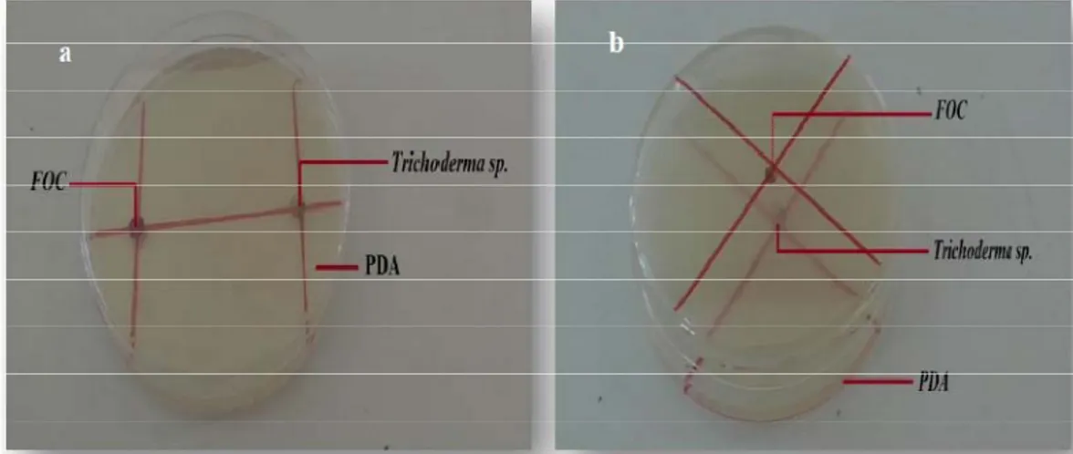 Figure .4 : Confrontation direct et indirect de Trichoderma sp., avec  l'agent pathogène  