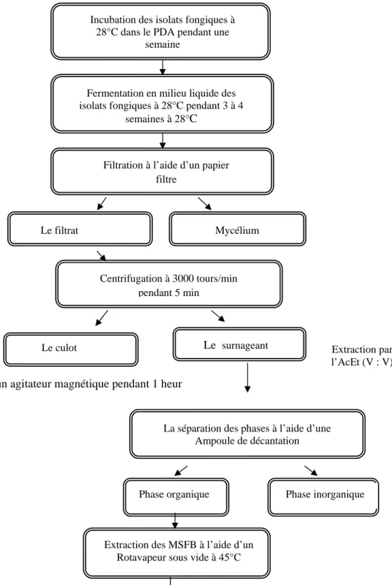 Figure .8 : Les  procédures de fermentation et  de l’extraction des métabolites secondaires du    Trichoderma  avec l’acétate d’éthyle (Barik et al., 2010; Xiaoling et al., 2010)
