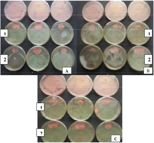 Figure .9: La confrontation directe entre (A)  1-T. placentula,  et 2-T. polysporum   (B)1- T