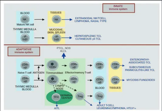 Figure 3 : Courbe de survie des patients atteints de PTCL. 57