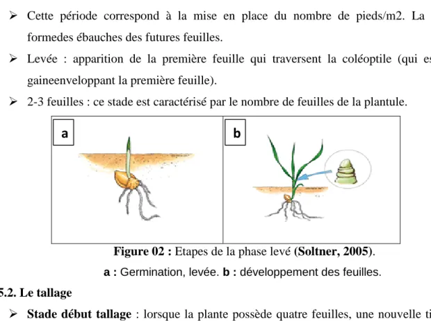 Figure 02 : Etapes de la phase levé (Soltner, 2005).                         a : Germination, levée