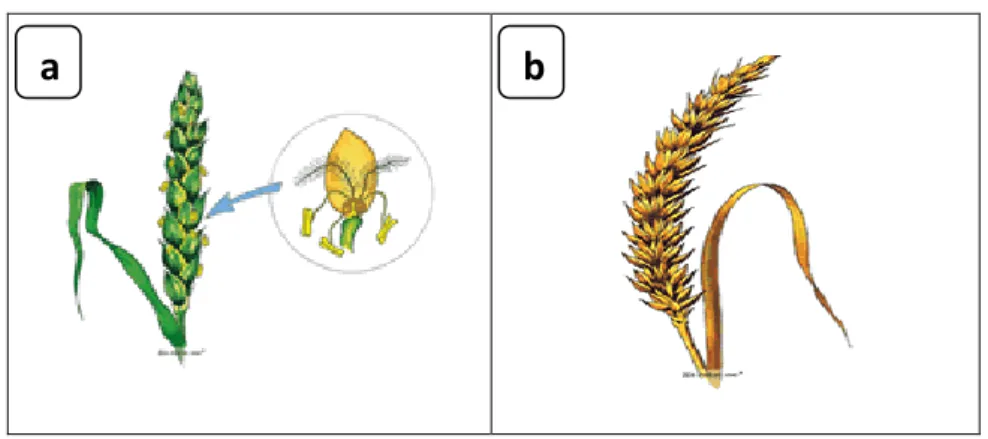 Figure 06 : Stade de maturation du grain (Soltner, 2005).  a : La floraison. b : Maturation du grain