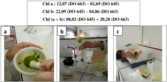 Figure 15 : Etapes à suivre pour le dosage des pigments chlorophylliens.  a : Broyage de la matière fraiche