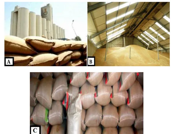 Figure 3. Lieu de stockage des céréales A)- Stockage en silo B)- stockage en vrac C)-stockage  en sacs (Aidani, 2015)