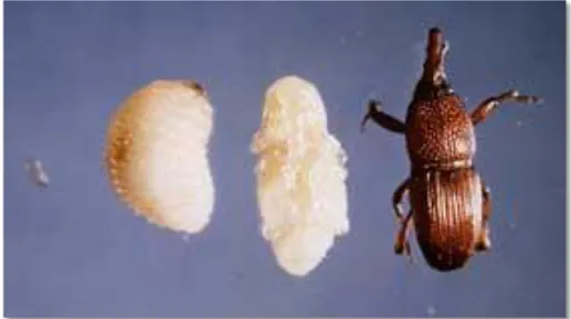 Figure 4. Œuf, larve, nymphe, adulte de S.granarius (Grainscanada, 2017). 