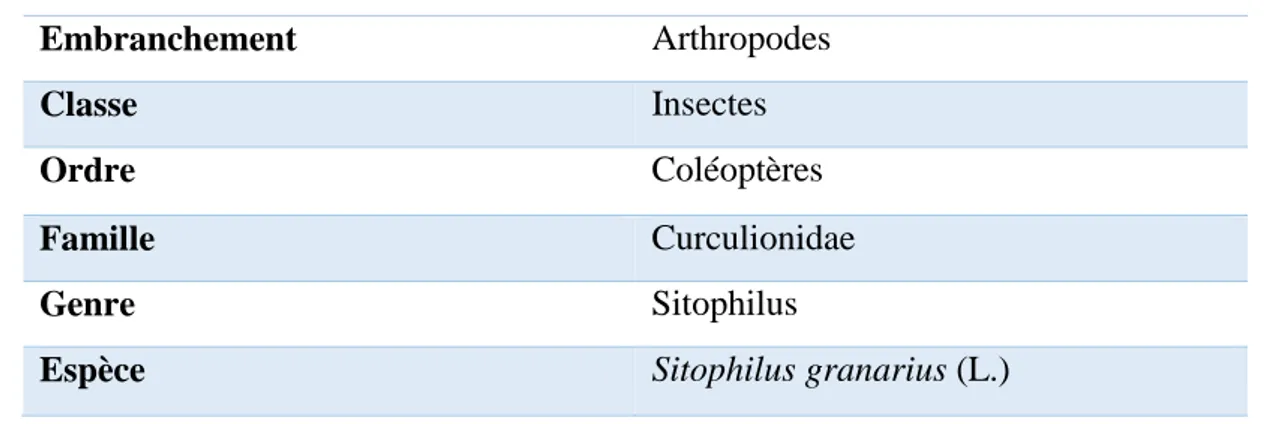 Tableau 2. Position systématique de Sitophilus granarius (L.) 
