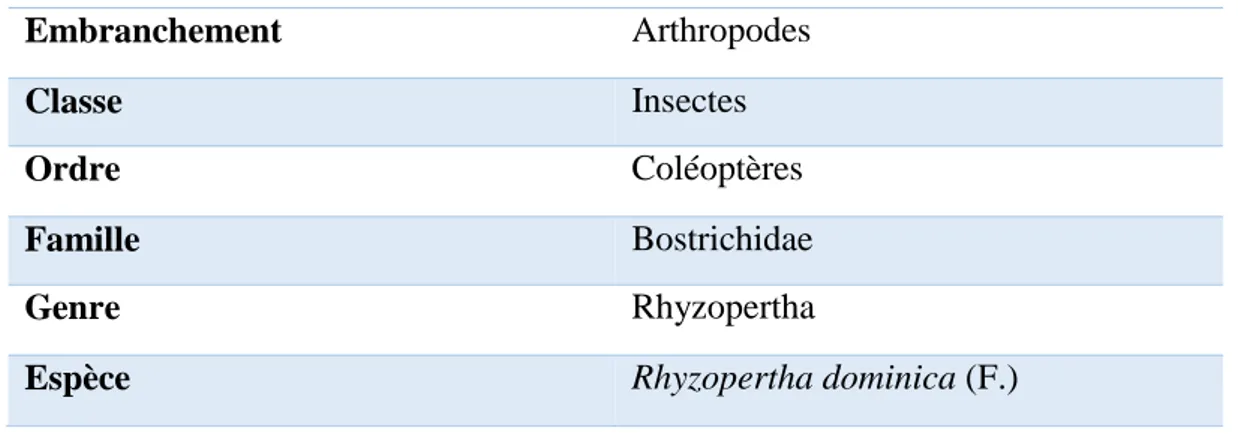 Tableau 3. Position systématique de Rhyzopertha dominica (F.) 