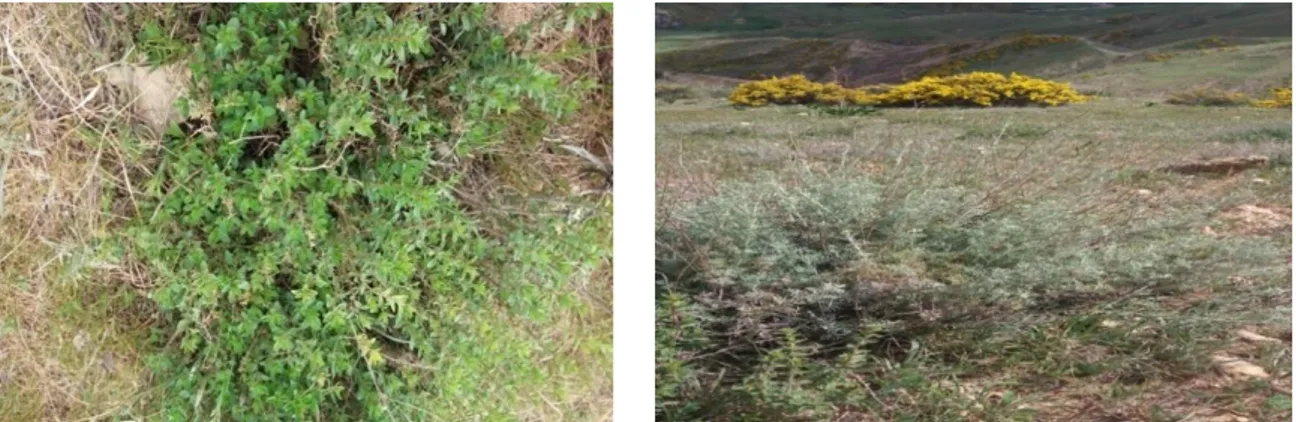 Figure 8. Plante du thym (Thymus Pallescens Noé) et  d’Artemisia herba alba Asso (Original,  2017)