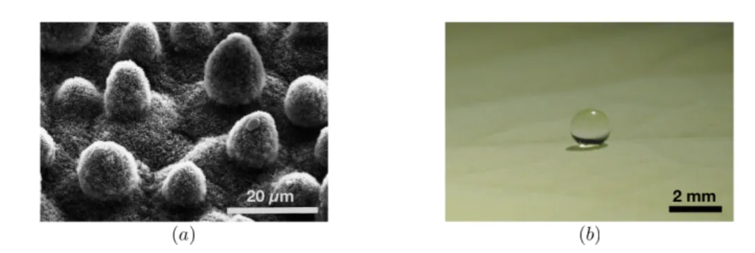 Fig. .2 : (a) Feuille de lotus observée au microscope électronique par Christoph Neinhuis et Wilhelm Barthlott