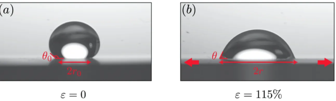 Fig. III.11 : (a) Goutte d’eau (Ω = 20µL) en état Wenzel sur une surface texturée molle