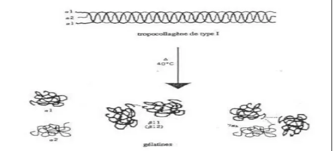 Figure 04: Produits de la dépolymérisation du collagène (Rbii, 2010). 