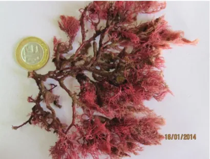 Figure 01. Photographie de Sphaerococcus coronopifolius (Fellah, 2014) 