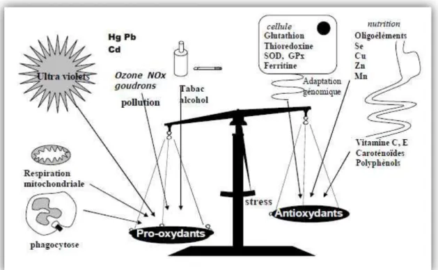 Figure 02. Balance d’équilibre entre les systèmes pro et antioxydants (Favier, 2006) 