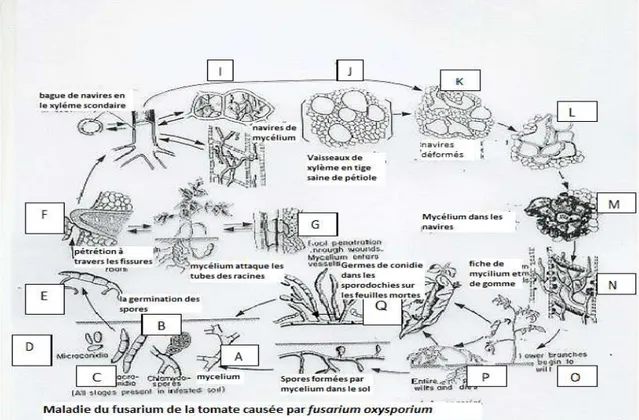 Figure 02: Cycle biologique de Fusarium oxysporumf.sp.lycopersici 