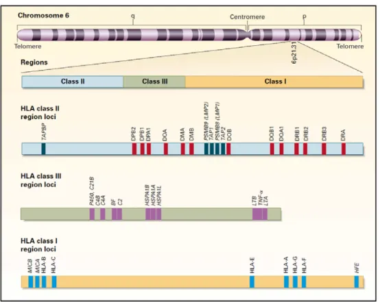 Figure 8 : Localisation et organisation du système HLA sur le chromosome 6 (Klein 