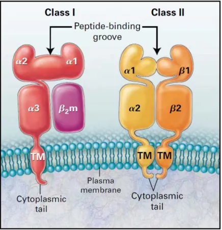 Figure 9 : Structure des molécules HLA de classe I et de classe II (Chatenoud and 