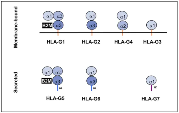 Figure 11 : Représentation schématique de la structure des isoformes de HLA-G 