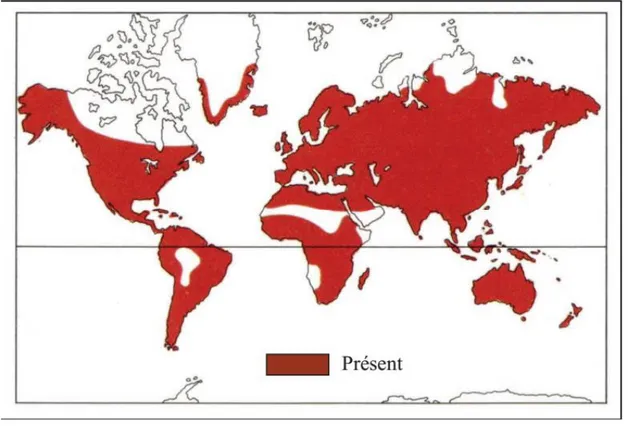 Figure 1 : Répartition géographique mondiale des Apiaceae  (lakhdar, 2011). 
