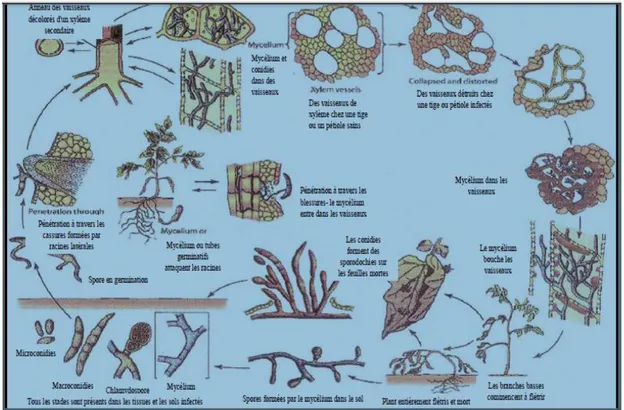 Figure 05 : Cycle infectieux de Fusarium oxysporum, d’après (Agrios, 2005). 