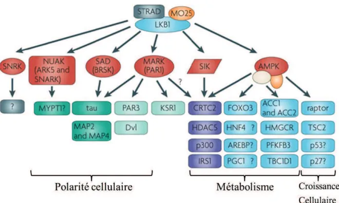 Figure 5: Signalisation dépendante de LKB1. LKB1, au sein de son complexe d’activation 