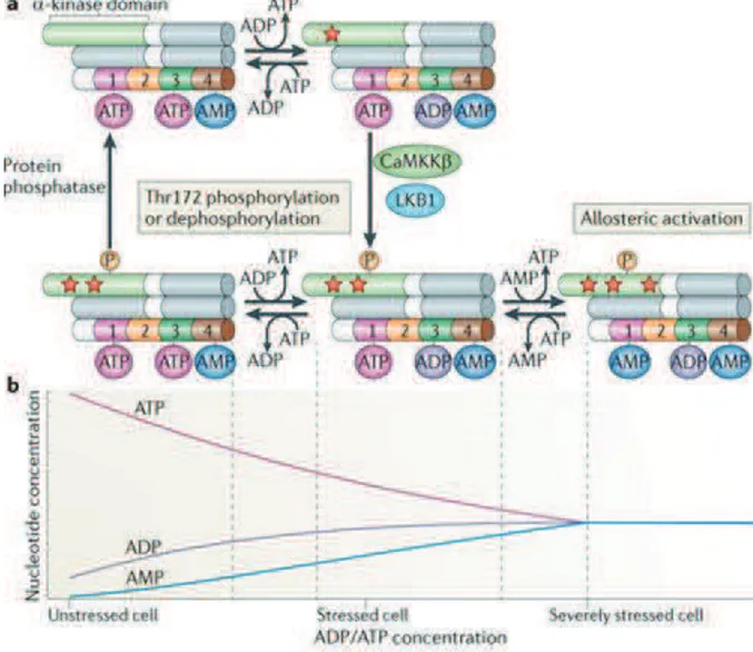 Figure 11: Schéma global de la régulation de l’AMPK par l’AMP et l’ATP  (Hardie, Ross  et al
