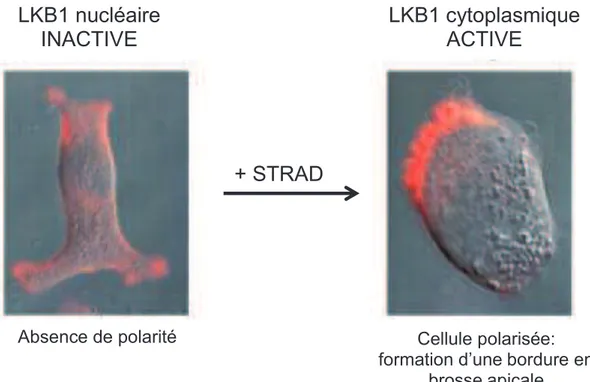 Figure  14:  Induction  de  la  polarisation  des  cellules  épithéliales  intestinale  LS174T 