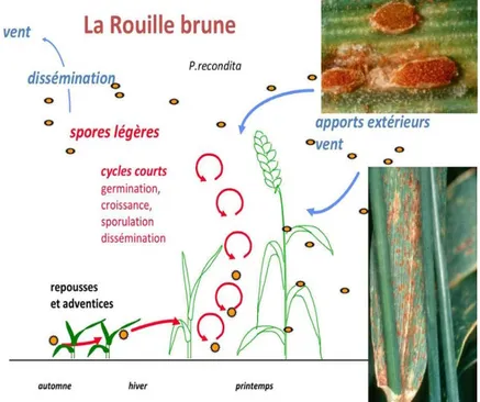 Figure 06 : Symptôme de la rouille brune (Abdi, 2015).  II.1.1.2.La rouille jaune  