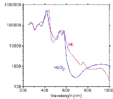 Figure 2-7: Spectre d’absorption de l’hémoglobine oxygénée (HbO 2 ) et désoxygénée (Hb)