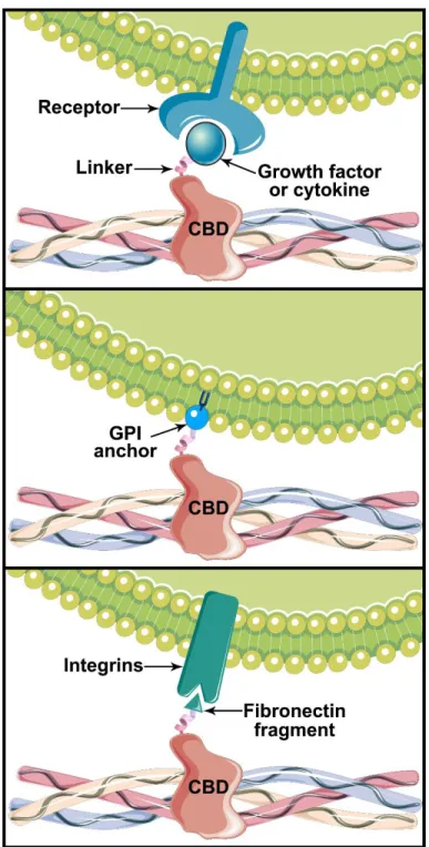 Figure 3.2. Biological effect of various chimeric proteins containing a collagen-binding domain  (CBD) 