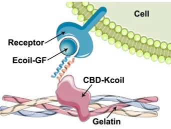 Figure  4.1.  Schematic  illustration  of  an  Ecoil-tagged  GF  tethered  in  an  oriented  manner  on  a  gelatin-coated surface that had been functionalized with CBD-Kcoil