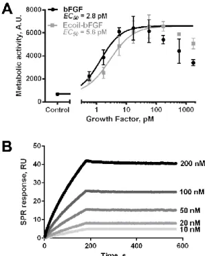 Figure 4.5. Characterization of the bioactivity of Ecoil-bFGF. 