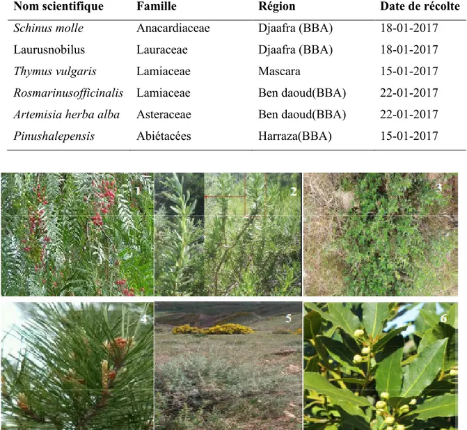 Tableau 01: Présentation des plantes aromatiques testées. 