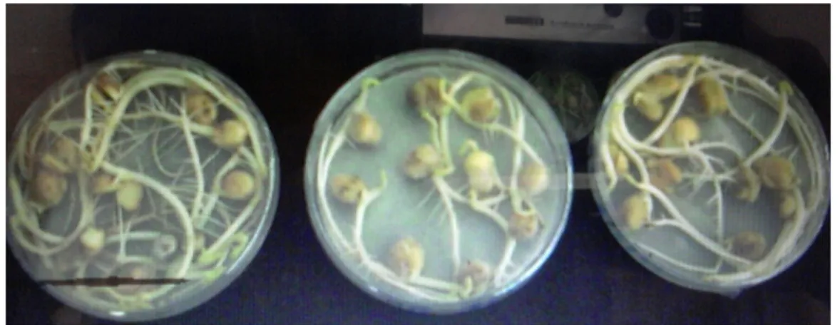 Figur 6 : la pré germination des grains de pois chiche  2.2.2.4. Ensemencement  