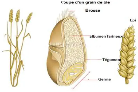 Figure 03 : Anatomie du grain de blé   1.3.2 L’appareil végétatif : 