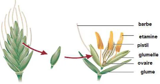 Figure 5 : Structure d’un épi et épillet du blé. 