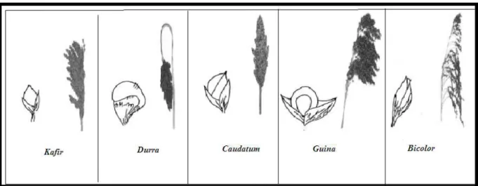 Figure 01: Classification des sorghos selon le type d'épillet et la forme des panicules