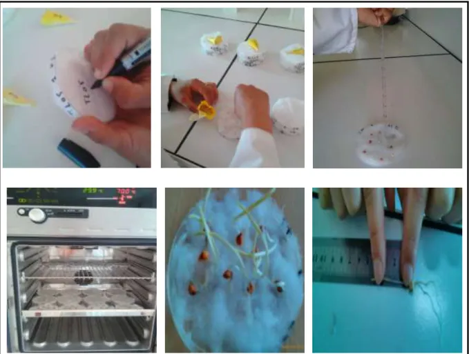 Figure 09 : Etapes du test de la germination 