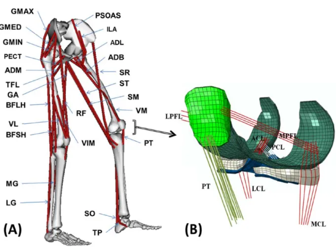 Figure 5- 5-model (ta rectus fem biceps fe TRIPOD  (MG) an muscles.  ADM) an min (3 c (PECT),  patellofem lateral/me collateral -1: (A) Schemaken from Omoris (RF),moris long hmade of sarnd lateral (LHip joint mnd brev (ADcomponents tensor facimoral (PF) ed