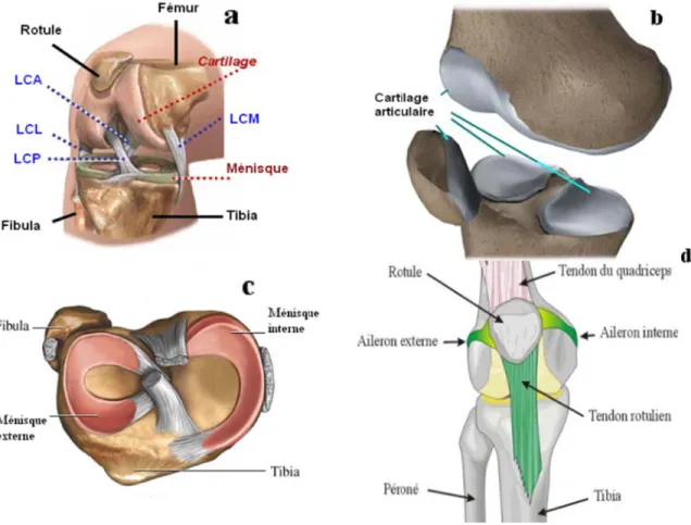 Figure 2 f ((a 2.1.1  C  Le faible qu uniforme surfaces  1.1b). La (Hunter,  est consti cette mat dispersée 2-1: Principafémorale, (ba- health.allrCartilage e cartilage ai aide les me et varie dearticulaires a structure d 1742)