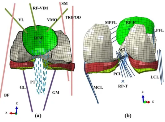 Figure 3- 3-menisci,  cartilage  represent obliqus (V Hamstrin made of  gastrocne muscles o medial  p collateral -1: Knee jo patellar Ten layers, men ting rigid bonVMO), rectung componenSartorius (Semius mediaof the anklepatellofemorl (LCL), and int FE mod