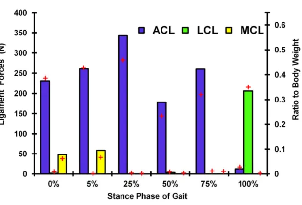 Figure 3- 3-abbreviat of cartila -4: Predictedtions). (+) R ge layers. Ra d Ligaments  Results found atios to body forces at difd in the mody weight are fferent stancedel with 