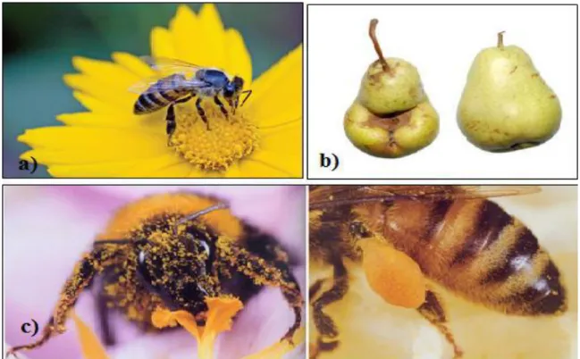 Figure  I  :  le  rôle  biologique  de  l’abeille,  a)  L’abeille  domestique,  b)  Pollinisation,  
