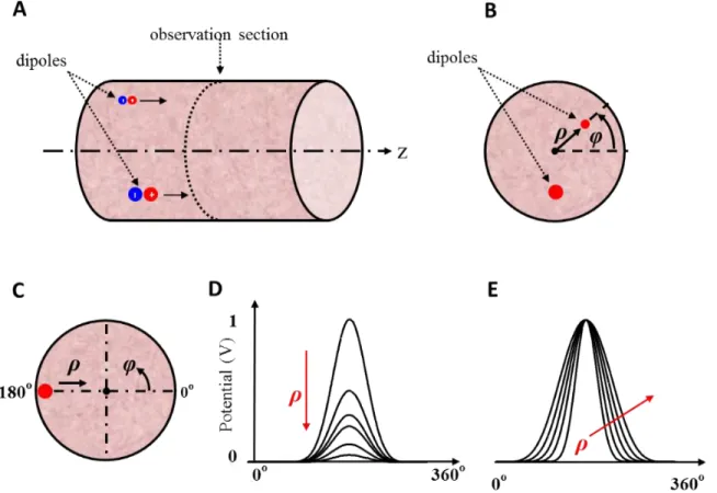Figure  3.3:  A:  Dipoles  moving  within  an  homogeneous  cylinder  toward  an  observation  section  where potentials are measured B: Radial and angular position of the dipoles shown as bullets with  a size proportional to their relative intensity