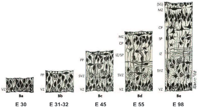 Figure 1 : Version révisée par Bystron et al. (Bystron et al., 2008) du modèle de 