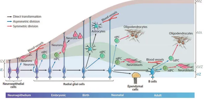 Figure 2 : Neurogenèse au cours du développement du cerveau 